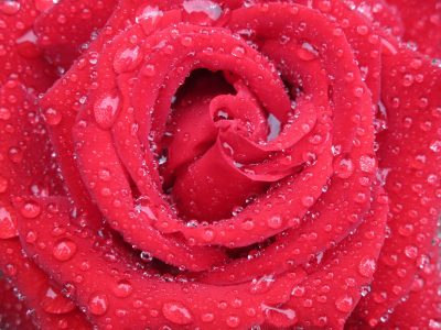 roses-g055e603f2_1920